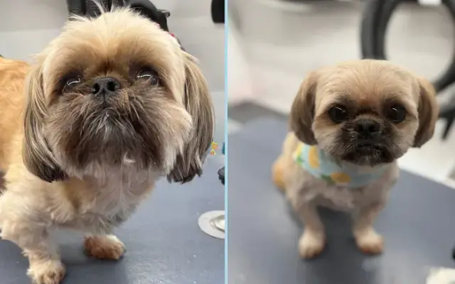 DapperTails Mobile Pet Grooming of Farmingville in Port Jefferson Station, NY