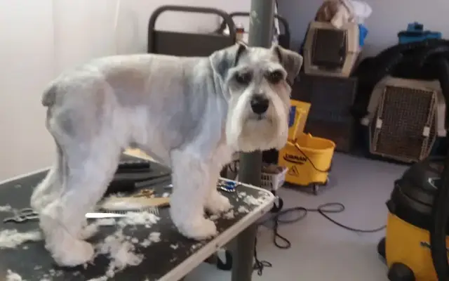 Airport Pet Grooming in Brooklyn, MI
