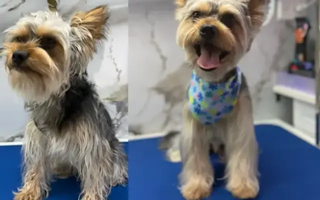 monico's pet grooming in Weston, FL