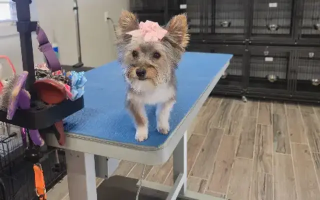 Sittin' Pretty Shampooches Grooming in Tallassee, AL