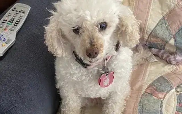 Puppy Kuts Inc in Patchogue, NY