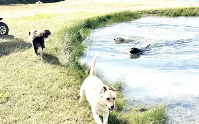 Chappell Hill Pet Resort in Chappell Hill, TX