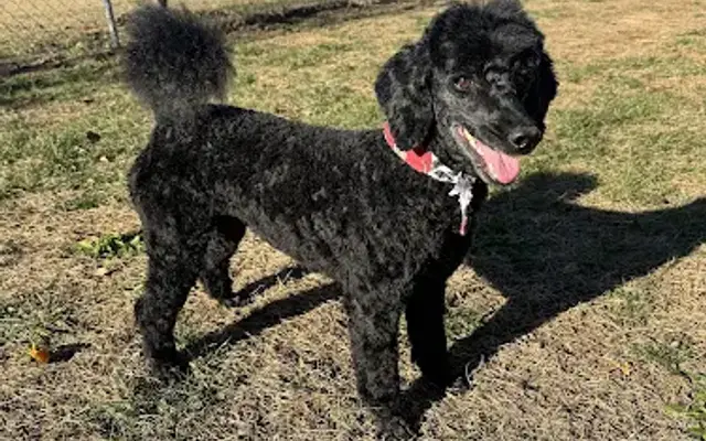 Groomingdales Pet Salon in Honea Path, SC