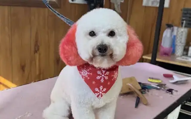 Total E'Clips Dog Grooming in Wharton, TX