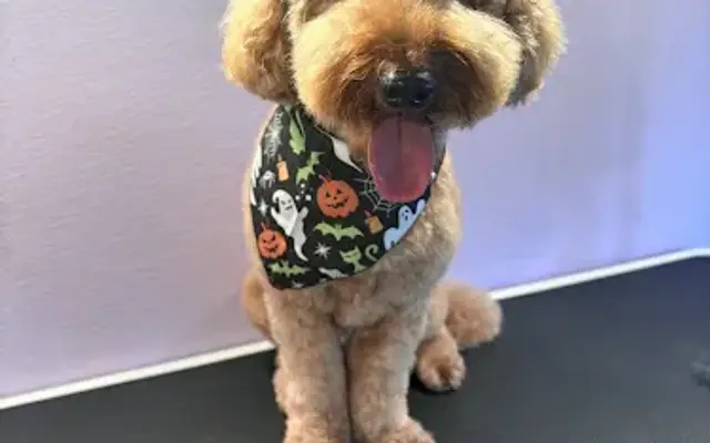 Blooming Tails Grooming Salon LLC in Friendsville, TN