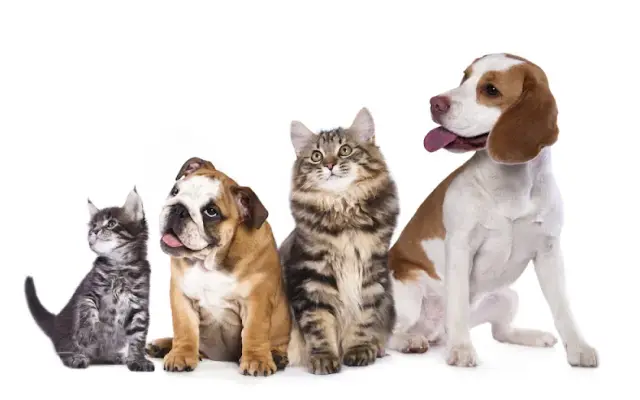 Alador Pet Resort in Chagrin Falls, OH