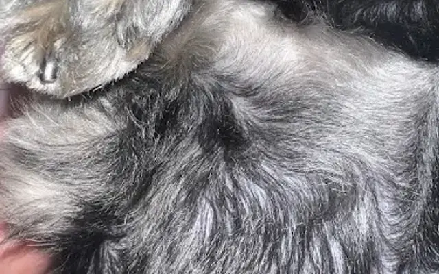 PetSmart Grooming in Hendersonville, TN