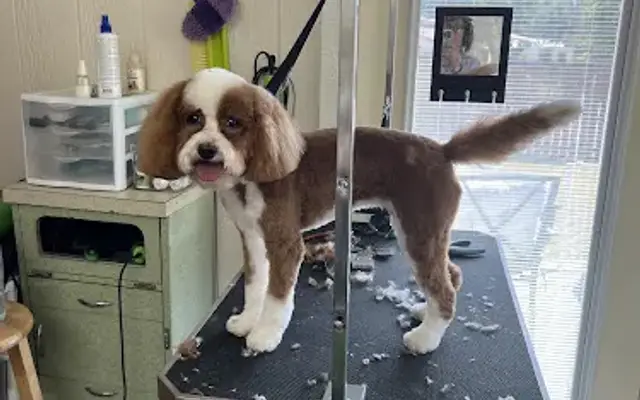 Dawn’s All Breed Grooming in Fredericksburg, TX
