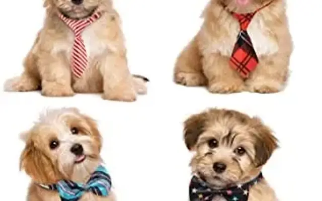 Doggy Styles (Grooming & Boarding) in Chicago, IL