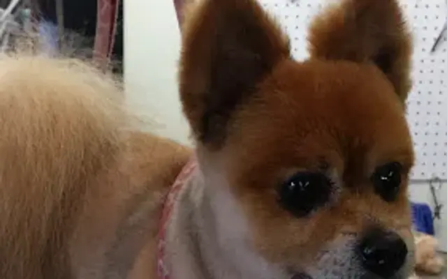 Puppy Paws Grooming in Harrah, OK