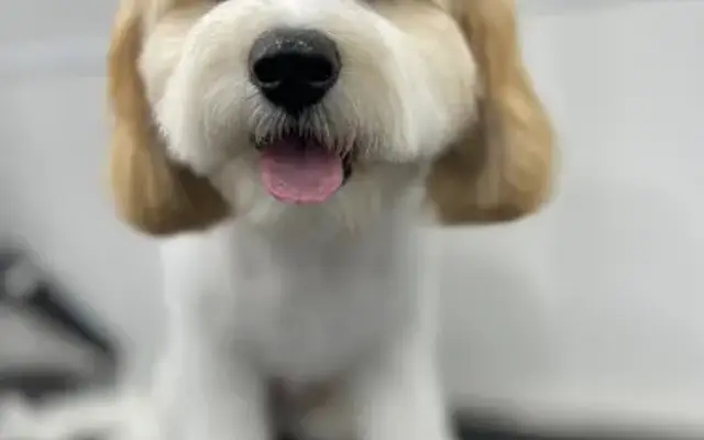 Happy Tails Mobile Pet Grooming in Delray Beach, FL