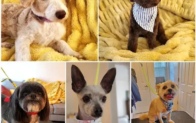 Whiskers Pet Grooming in Layton, UT