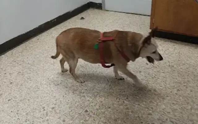 Animal Care Center Of Salem in Salem, VA
