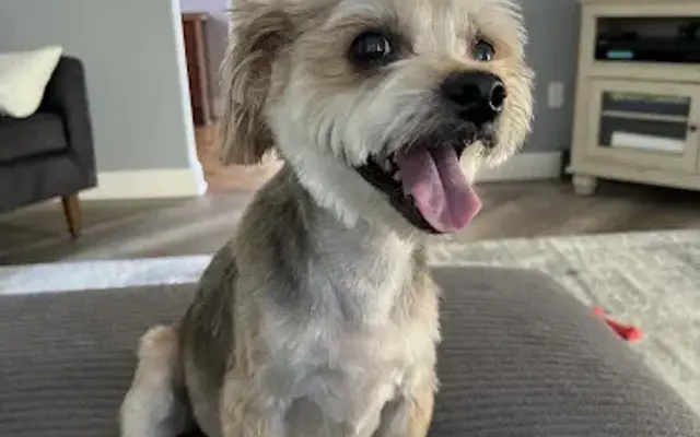At your door dog grooming in Olathe, KS
