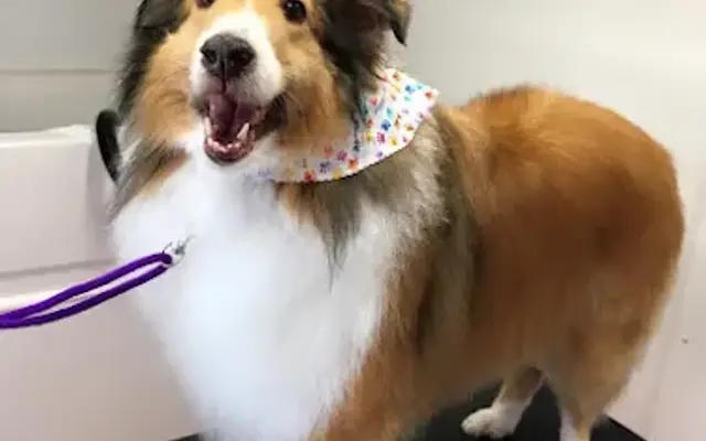 Exquisite Touch Mobile Dog Grooming in Yulee, FL