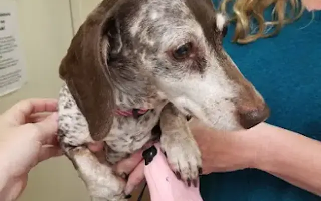Dinky's Dogsitting & More in Jacksonville, FL