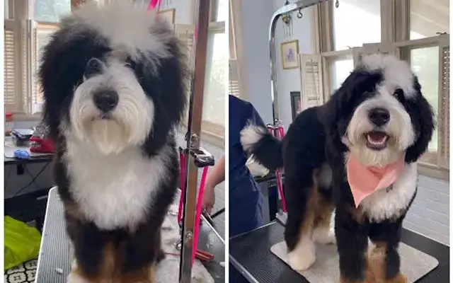 Oppeltgrooming in St Charles, MO