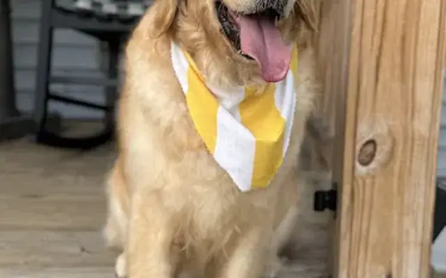 Pampered Pet Salon in Carrollton, OH