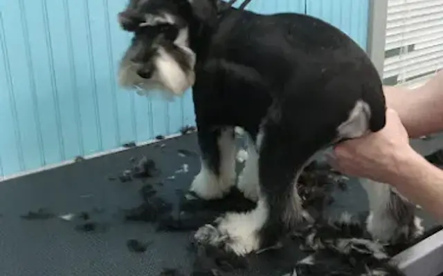 Critter Do's in Kopperl, TX
