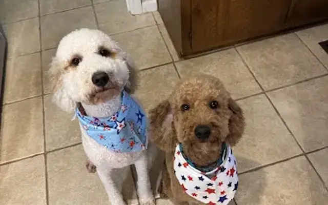 My Best Friend Mobile Pet Grooming in Empire, AL