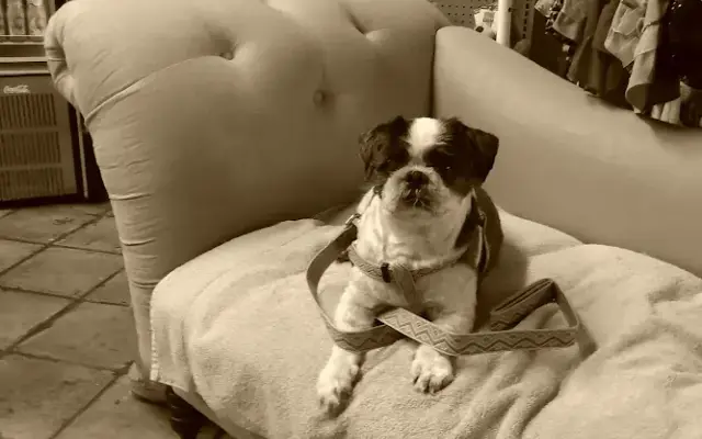 Verdugo Pet Cabin in Glendale, CA