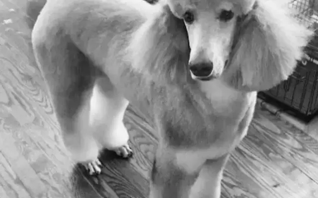 Dog Gone Grooming LLC | Nashville, TN in Hermitage, TN