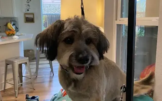 Super Scissors Mobile Dog Grooming in Cypress, TX