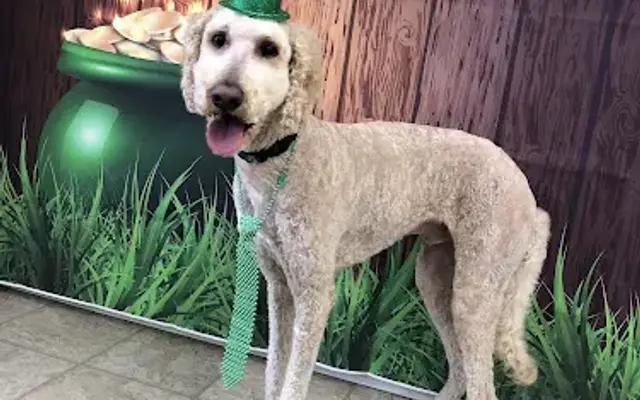 Cicis pet parlor in Denver, CO