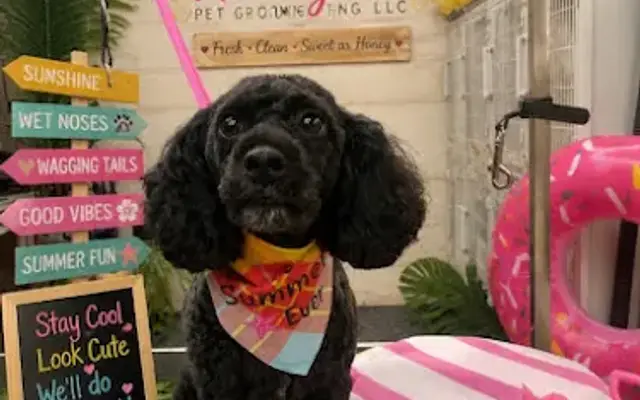 Honeybee Pet Grooming LLC in Cynthiana, KY