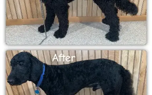 D3 Pet Grooming in Mondovi, WI
