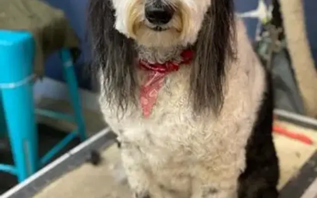 Paws Pet Spa and Boutique 8 in Metamora, MI