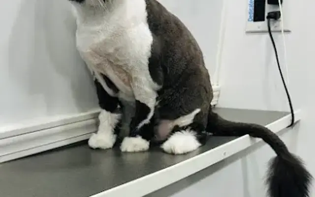 Pet Grooming Florida in Oviedo, FL