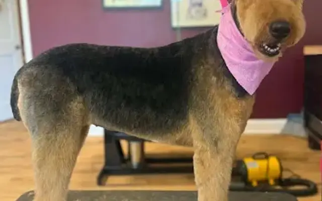 Eris Arcana: Pet Artistry in Westville, NJ