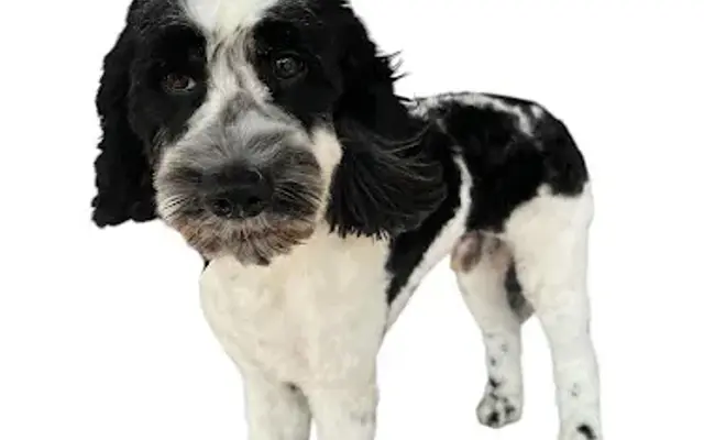 Shady Oaks Grooming and Boarding in Mt Enterprise, TX
