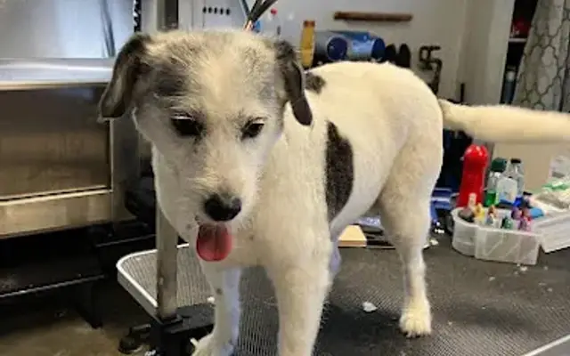 TJ's Mobile Grooming in Oceanside, CA