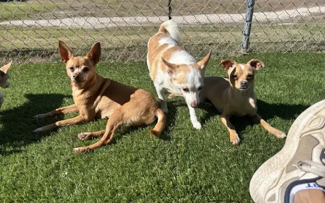 Living Grace Canine Ranch in Bertram, TX
