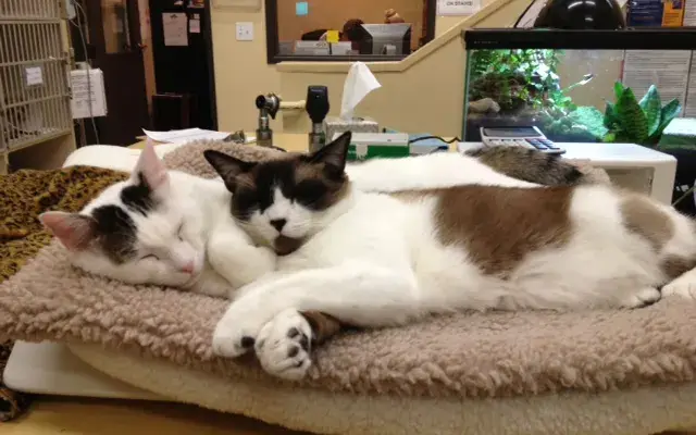 Arroyo Vista Veterinary Hospital in Moorpark, CA
