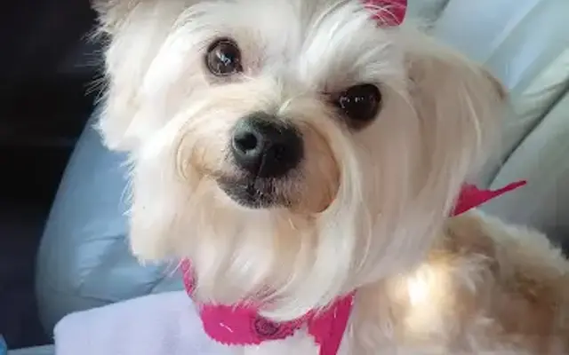 Ruffcuts Canine Salon in Crawfordsville, IN