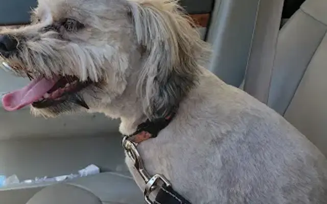 Kountry Klipping LLC Pet Grooming in Mt Sterling, OH