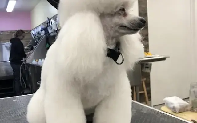 That Groomer Dood LLC in Corona, CA