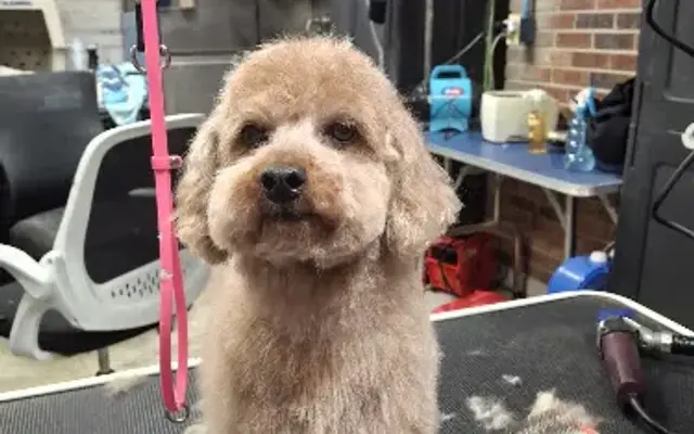 Dog Days Pet Salon in Leoma, TN