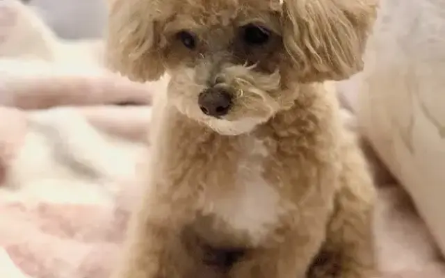 OC Pet Grooming (Dog/Cat) in La Habra, CA