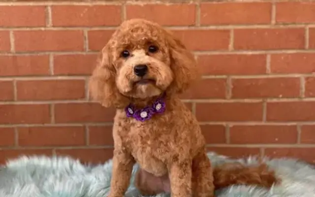 Fluff and Fetch Dog Grooming in Fishersville, VA