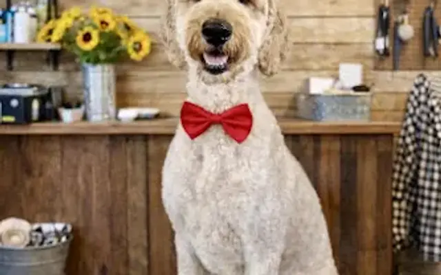 Country Pawz Grooming in Spring, TX