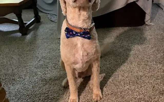 Canine Couture LLC in Ravenna, OH