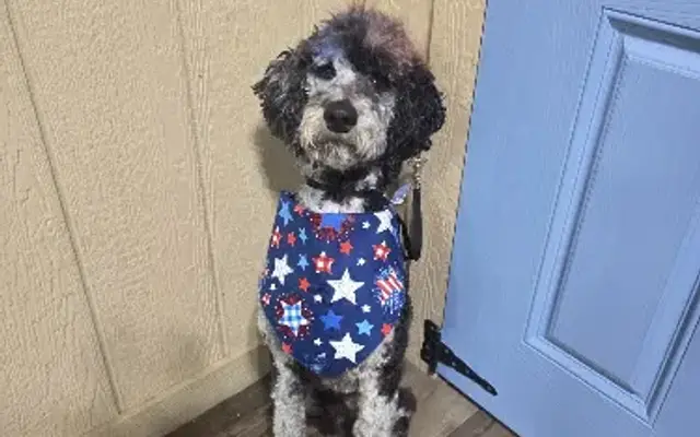 Barkin Bubbles LLC in Fairmont, WV