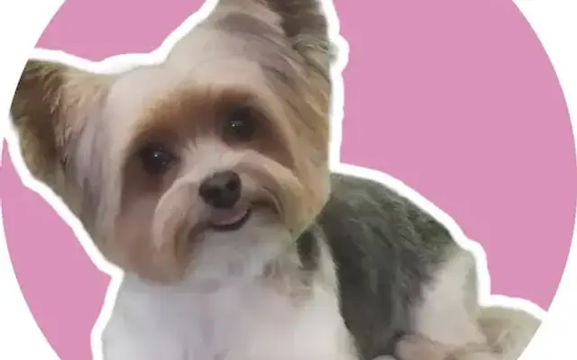 Tidy Tails Mobile Dog Grooming - WB in Chesapeake, VA