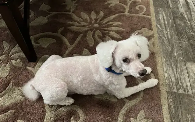 Wags & Whiskers Pet Salon in Ocala, FL