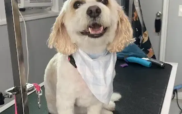 Polished Pup in Webster, NY