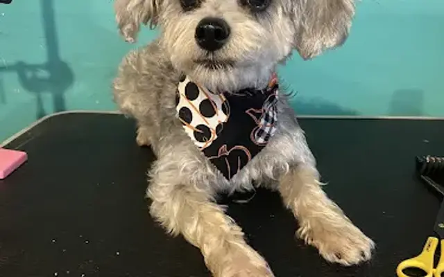Mountain Muttz Dog Grooming in Granite, OK